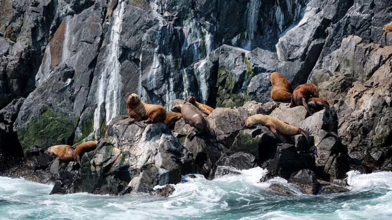 камчатка, сивучи Сивучи на Каичатке фото превью