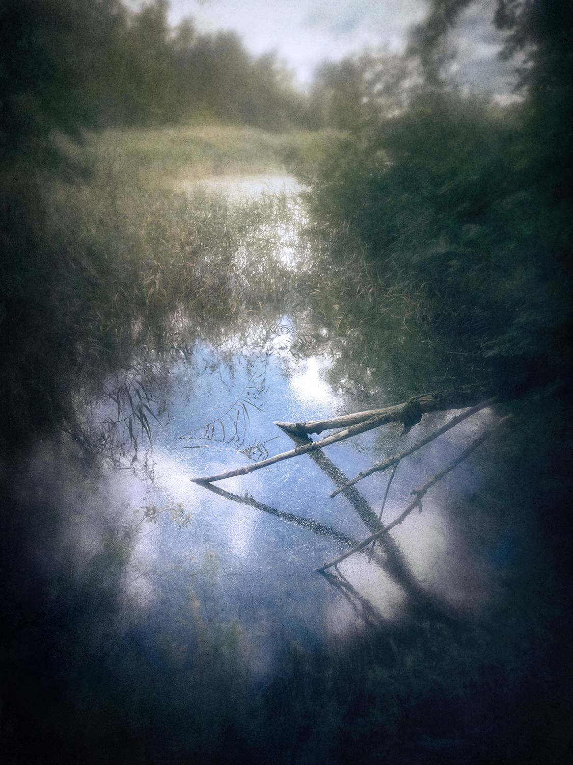 пикториализм, импрессионизм, лес, Сергей Кот