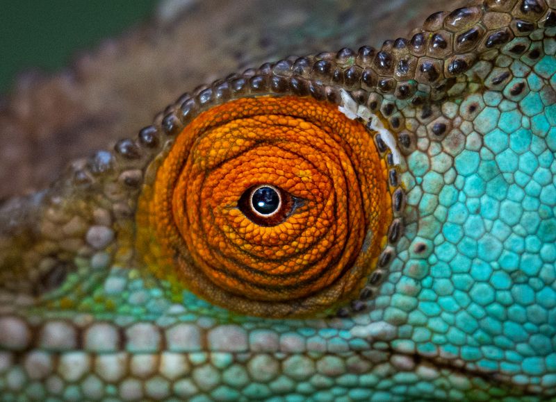 Мадагаскар  фото превью