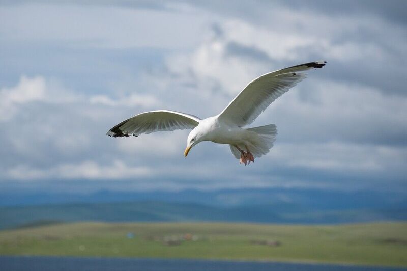 Горная чайка фото превью