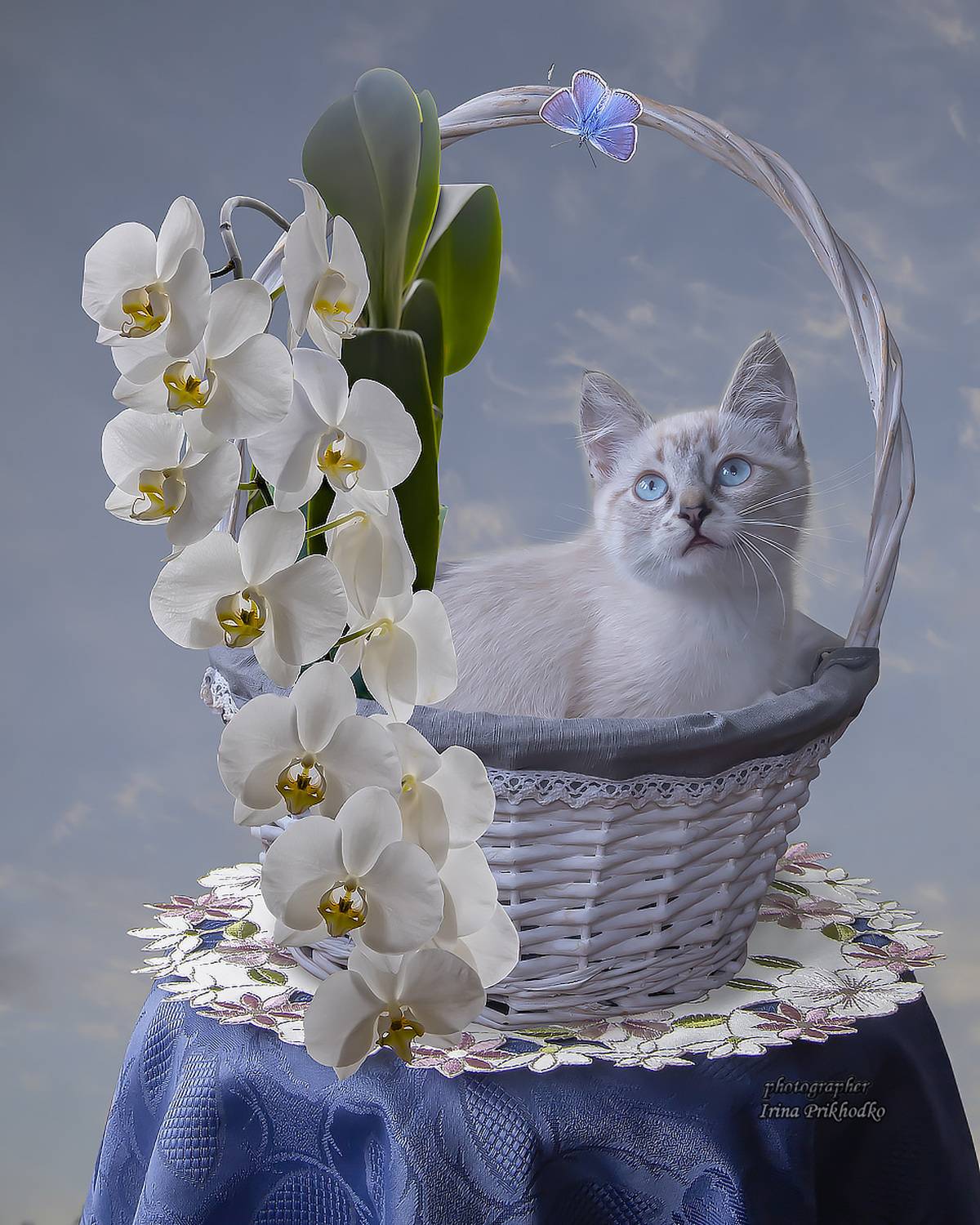 кошки, котята, домашние животные, портреты, художественная фотография, Приходько Ирина