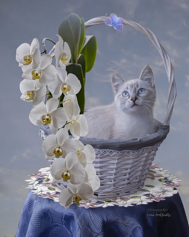 кошки, котята, домашние животные, портреты, художественная фотография Небесный котёнок фото превью