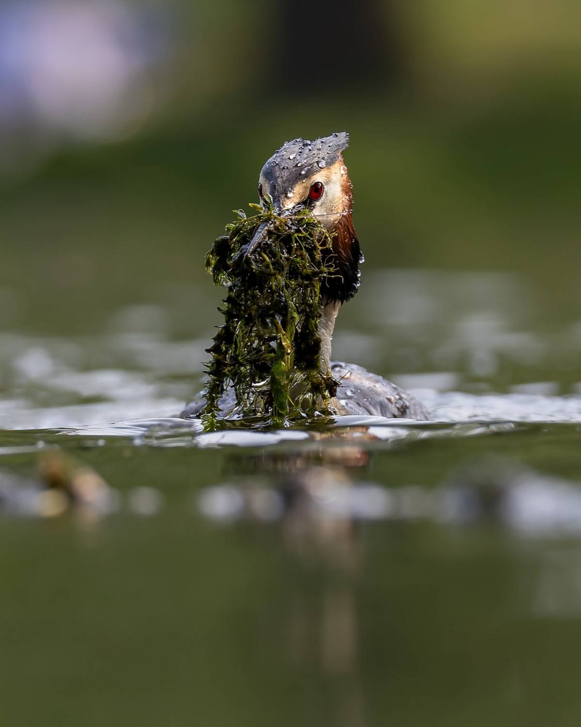 чомга, птицы, поганка, большая поганка, Руслан Pl