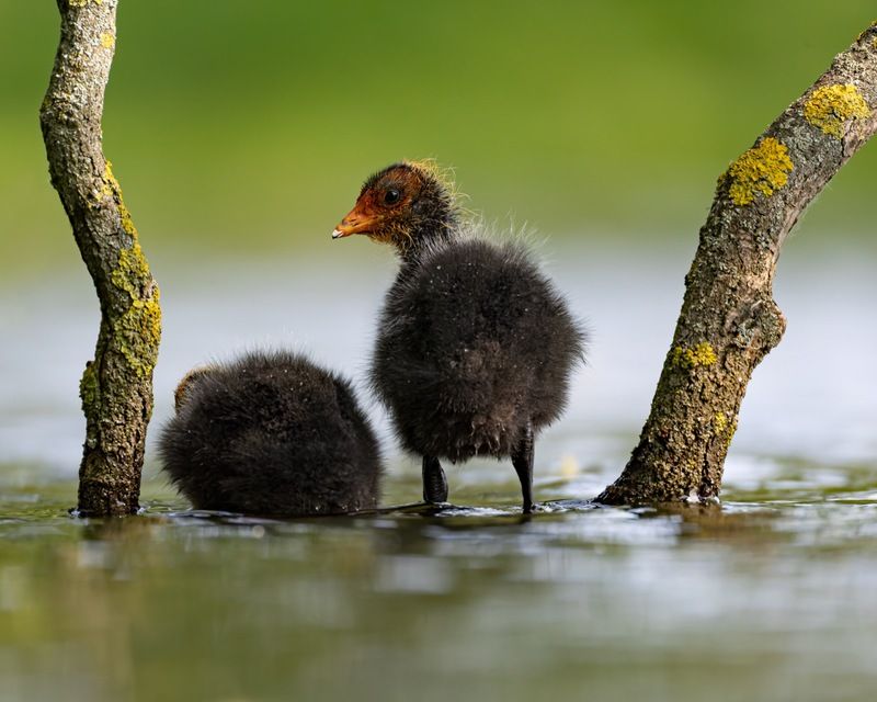 птицы, лысуха, птенец, лысенок, лысята, вратарь Юный вратарь фото превью