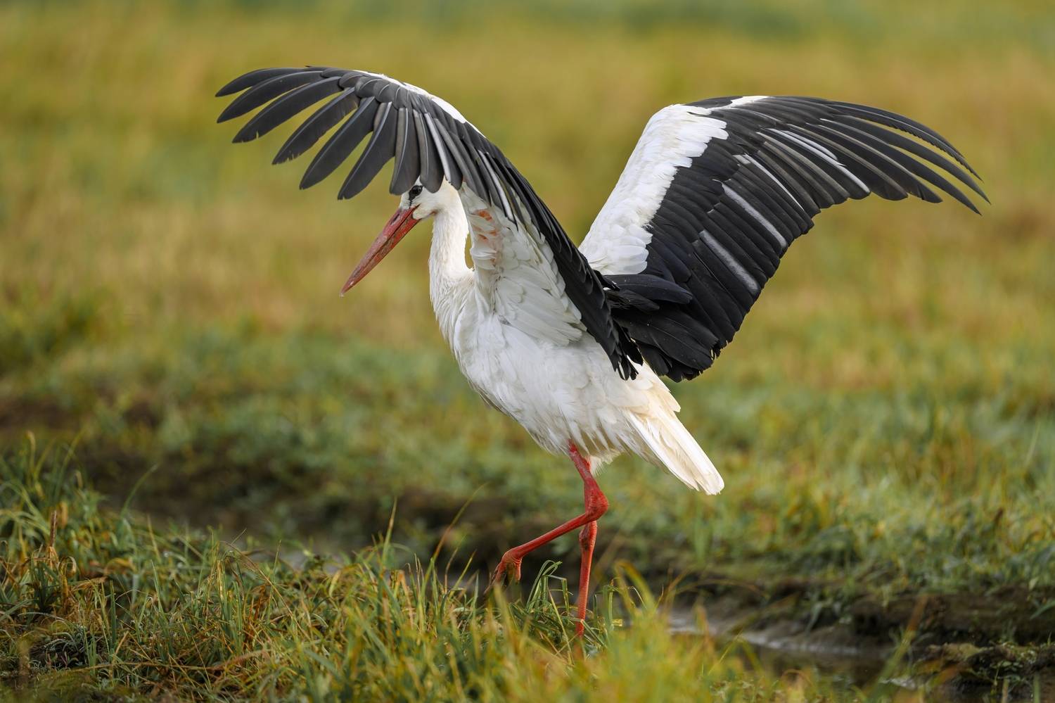 , Пупонин Сергей