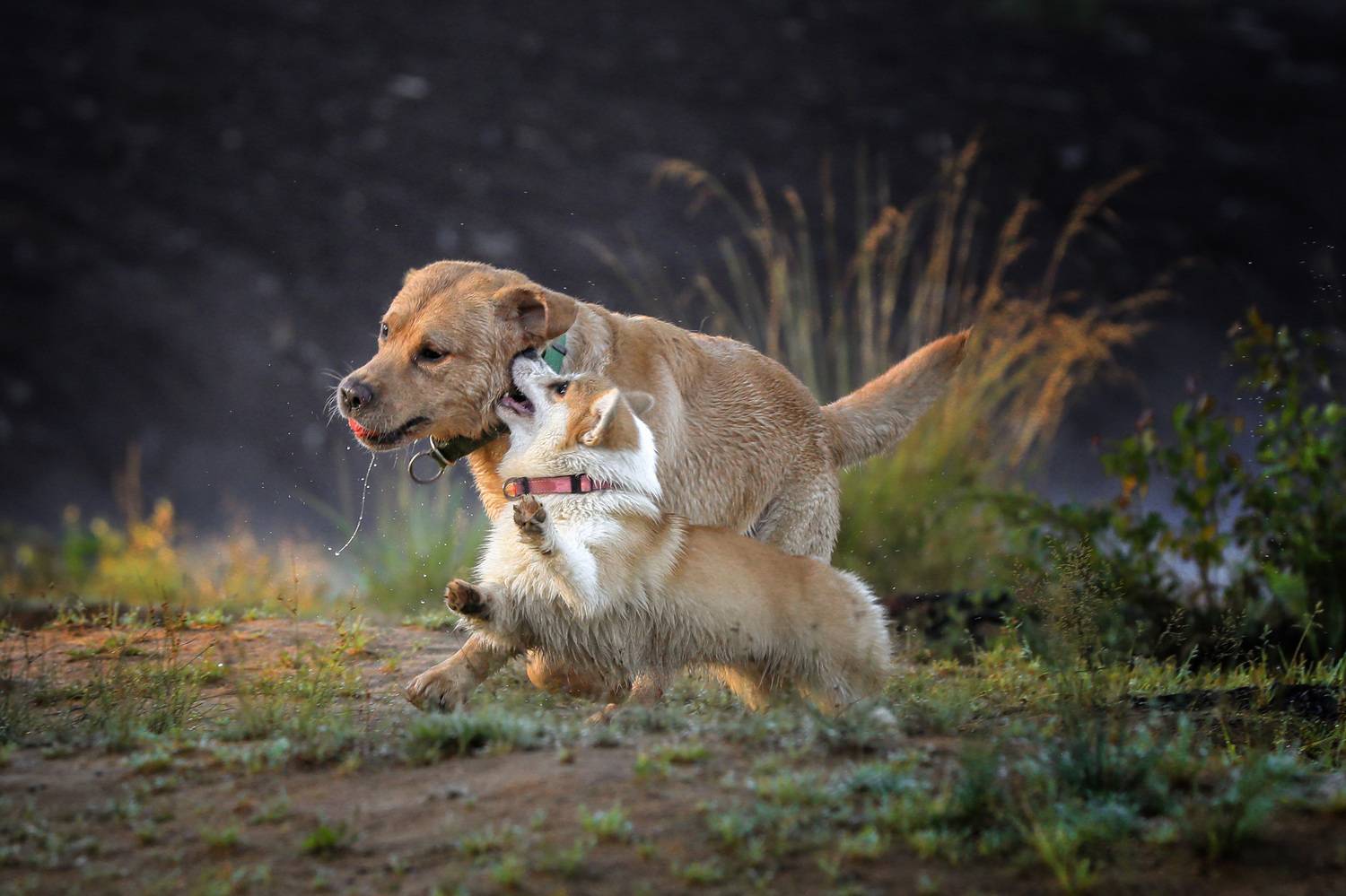 , Андрей Ершов