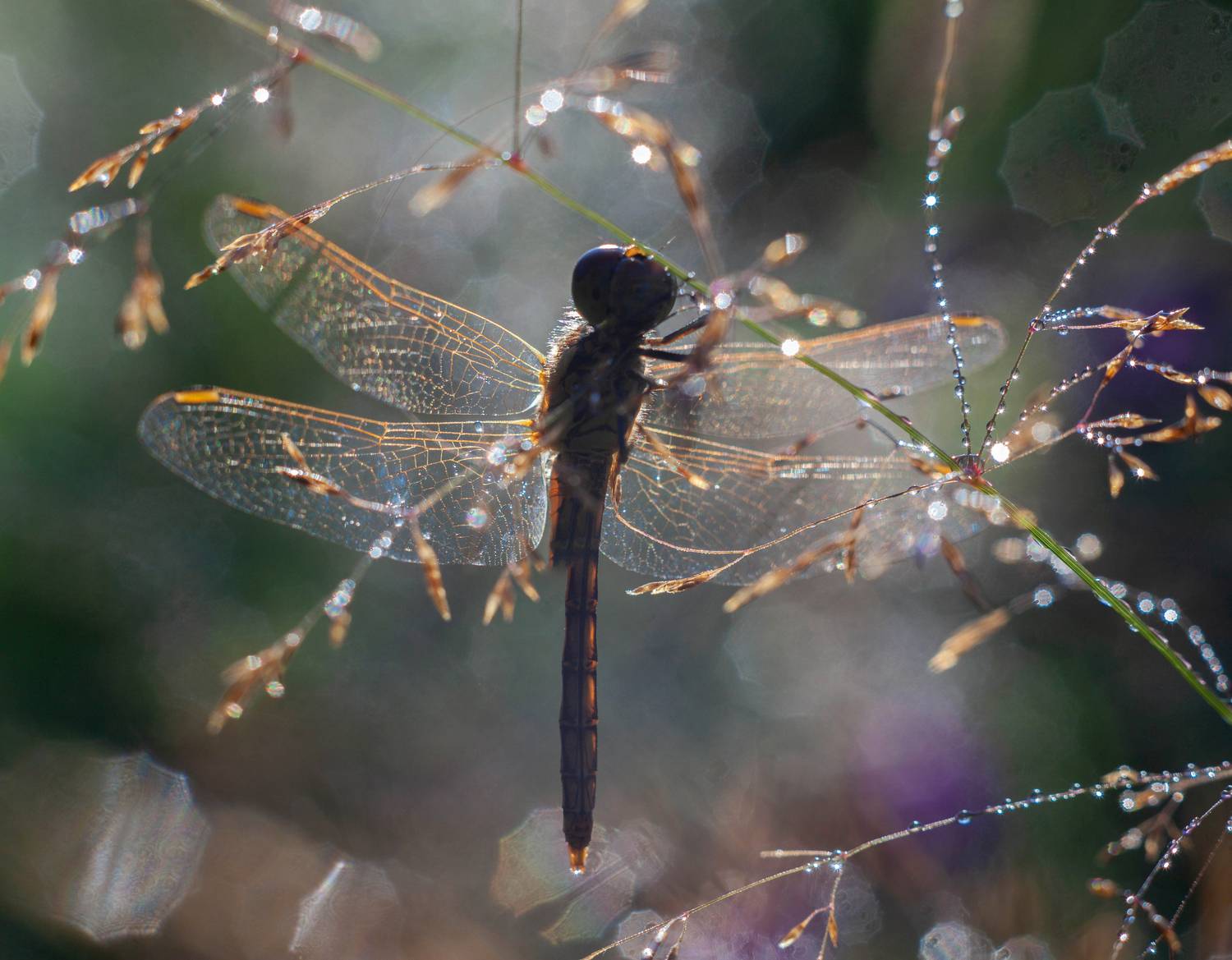 стрекоза, роса , утро, лето, Свистков Александр