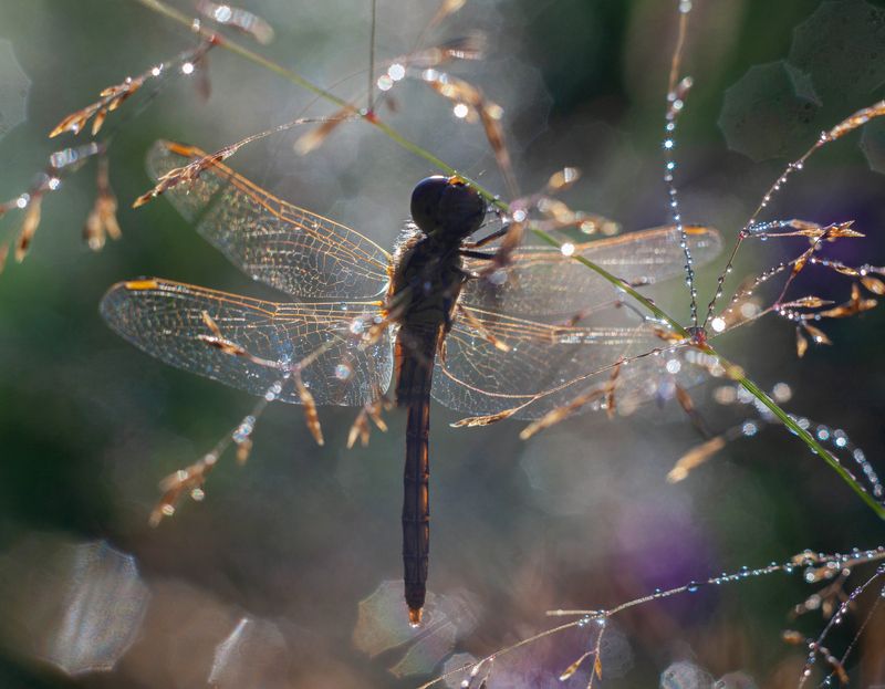 стрекоза, роса , утро, лето  фото превью