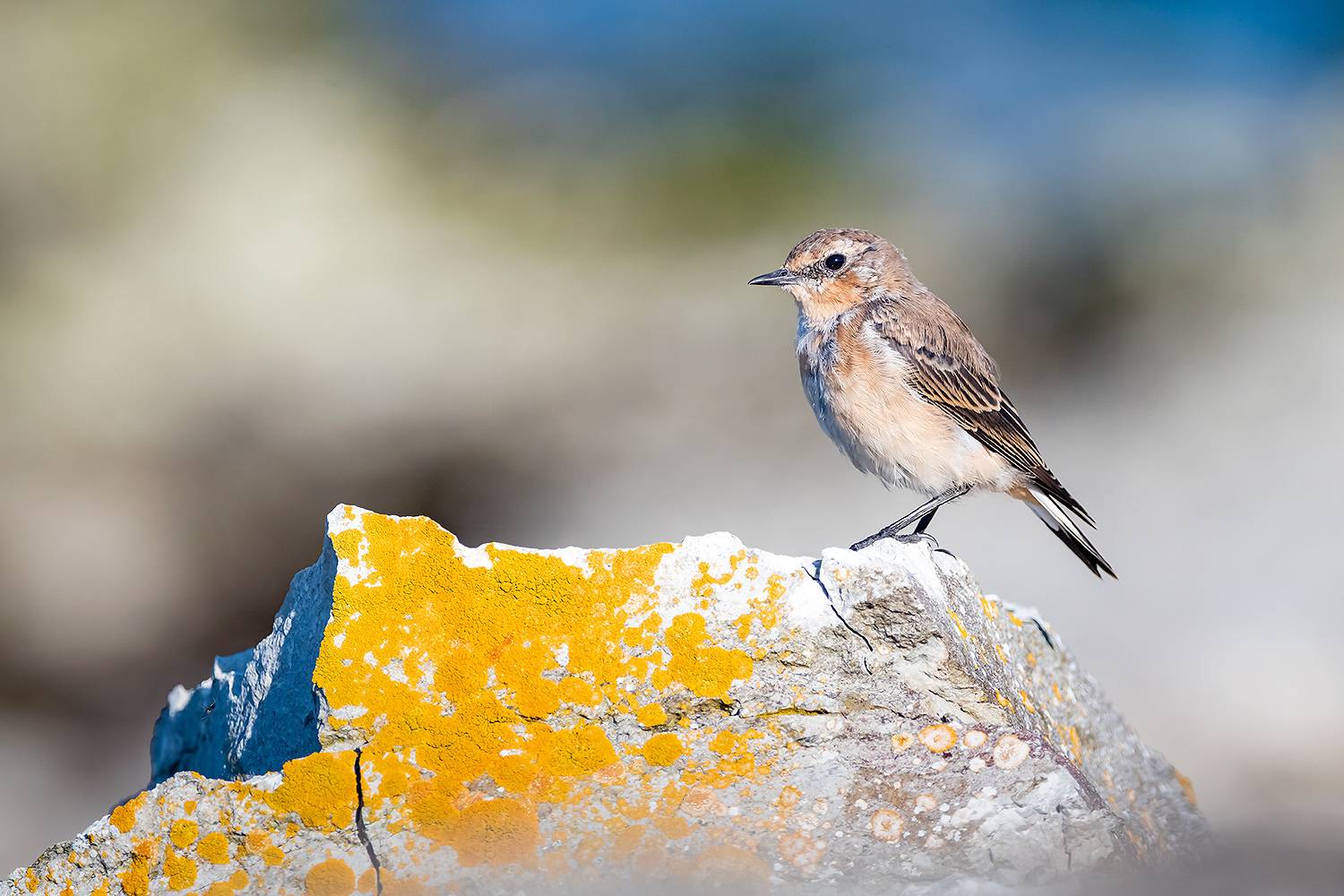 , Абросимов Александр