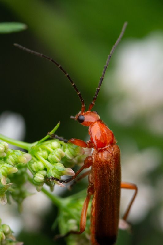 Rhagonycha fulva фото превью