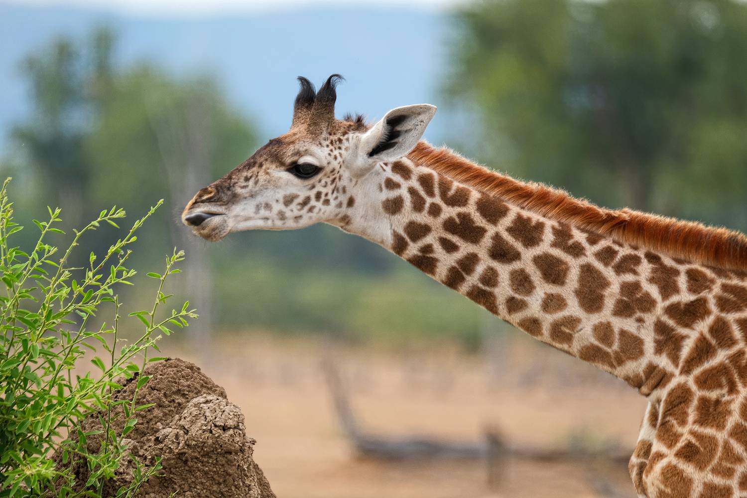 , Худзинская Ирина