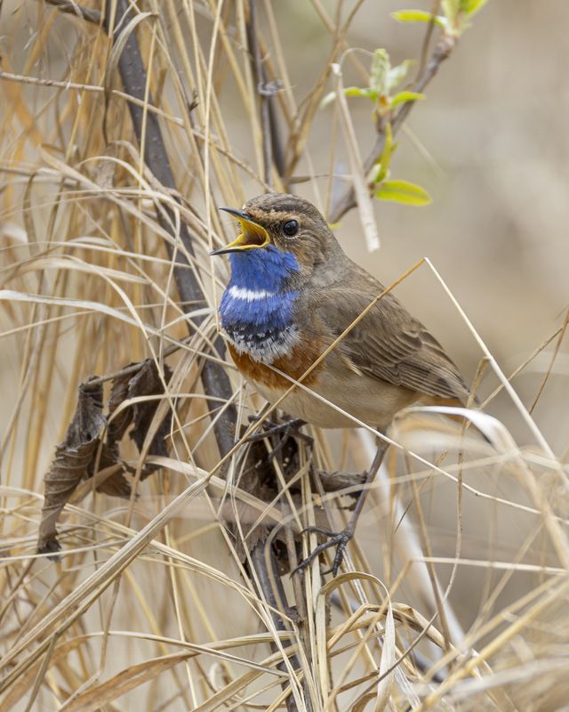 варакушка, птицы Варакушка фото превью