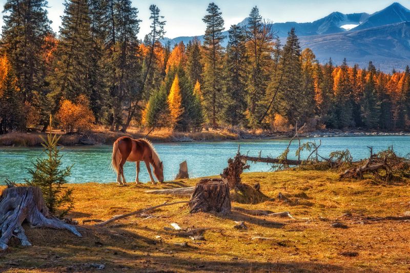 горный алтай, река аргут, берег, лошадь На далёком  берегу... фото превью