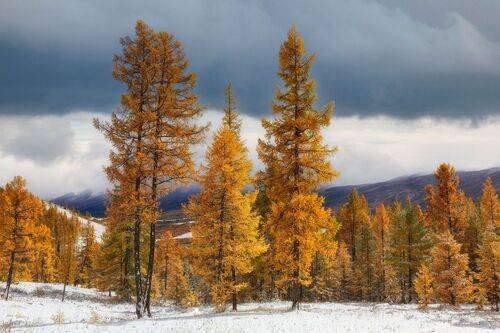 В золото одетые леса