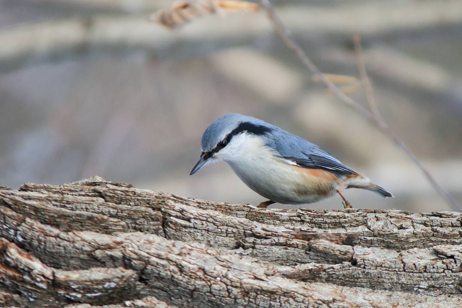 поползень, обыкновенный поползень, ямщик, sitta europaea, КарОл