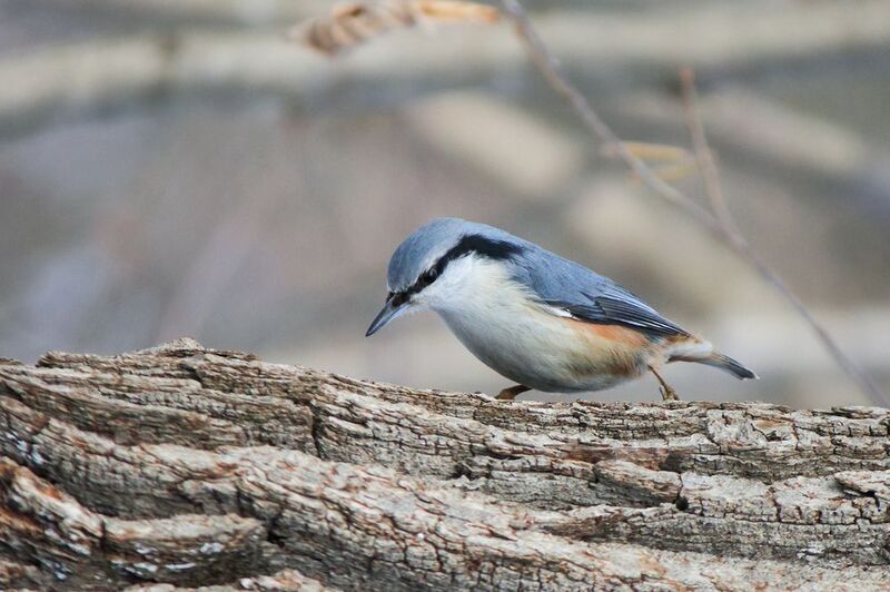 Поползень (Sitta europaea) фото превью