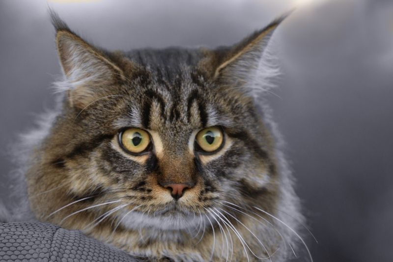 кот мейн-кун. Фото на посошок. фото превью