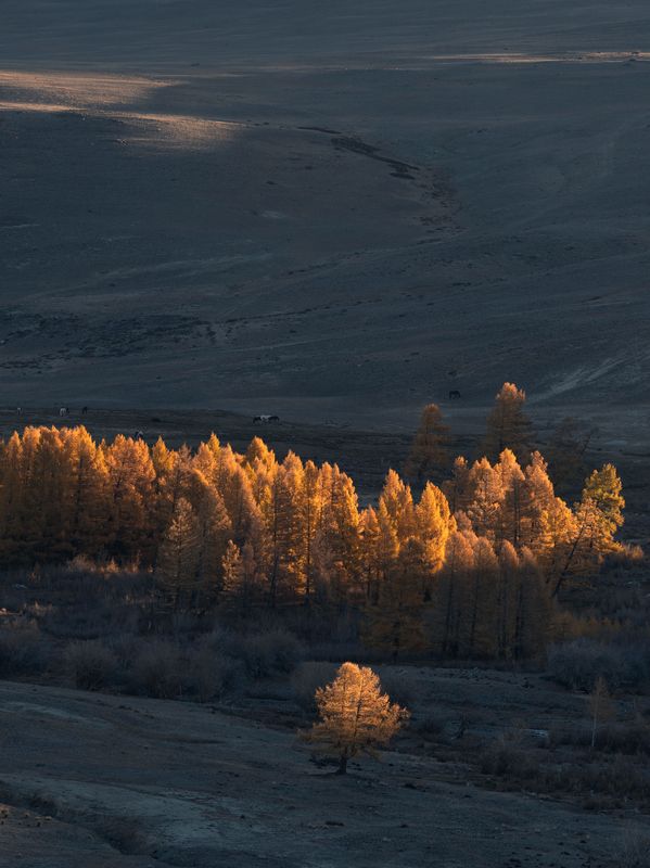 Золото утра. Алтай 2024. фото превью