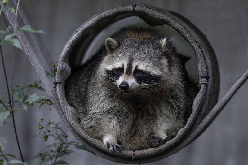 Raccoon фото превью