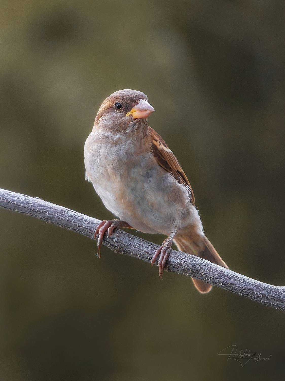 наблюдения за птицами, воробьи, воробей, воробей домовой, птицы, портреты птиц, эмоции, лето, лето2025, Захарова Надежда
