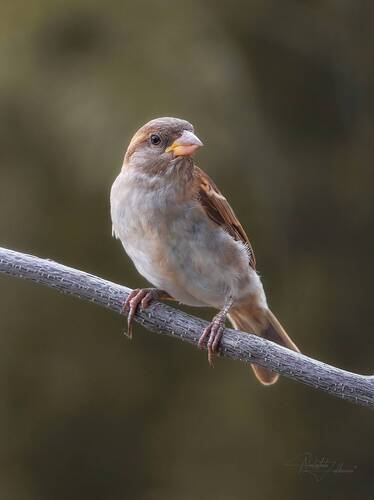 Симпатяшка