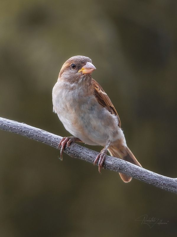 наблюдения за птицами, воробьи, воробей, воробей домовой, птицы, портреты птиц, эмоции, лето, лето2025 Симпатяшка фото превью
