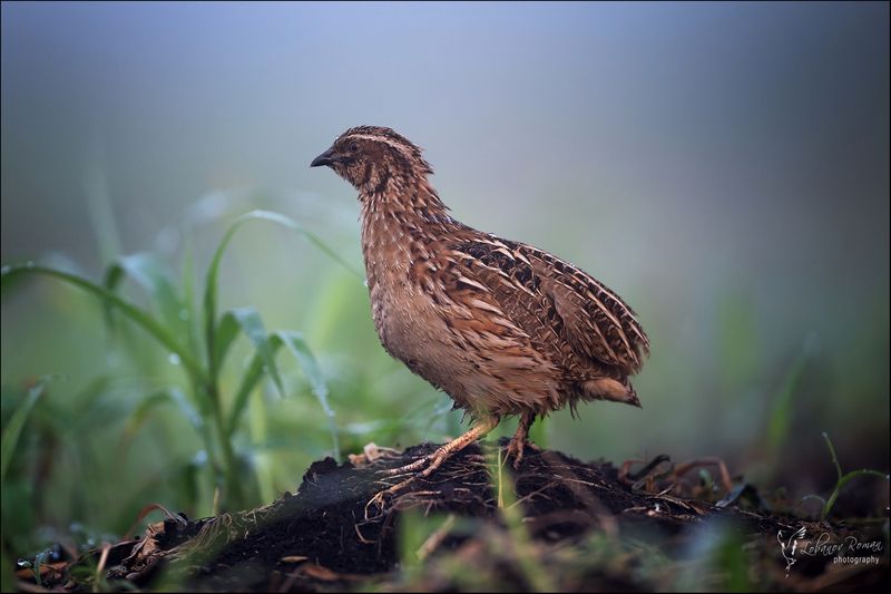 Перепел в тумане фото превью