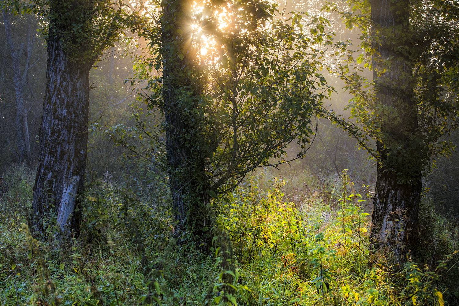,  александр михайлов