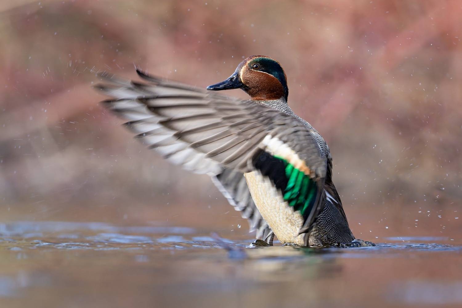 чирок-свистунок, утка, птицы, чирок, свистунок, Руслан Pl