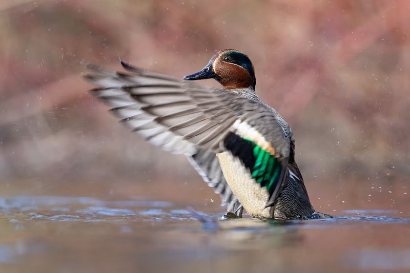 чирок-свистунок, утка, птицы, чирок, свистунок Чирок-свистунок фото превью