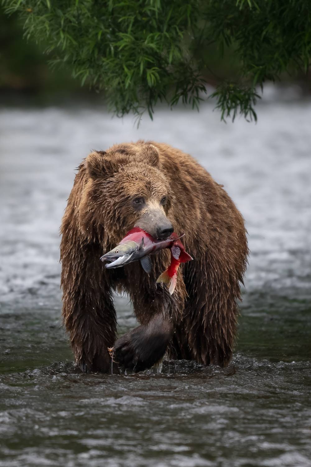 , Проценко Татьяна