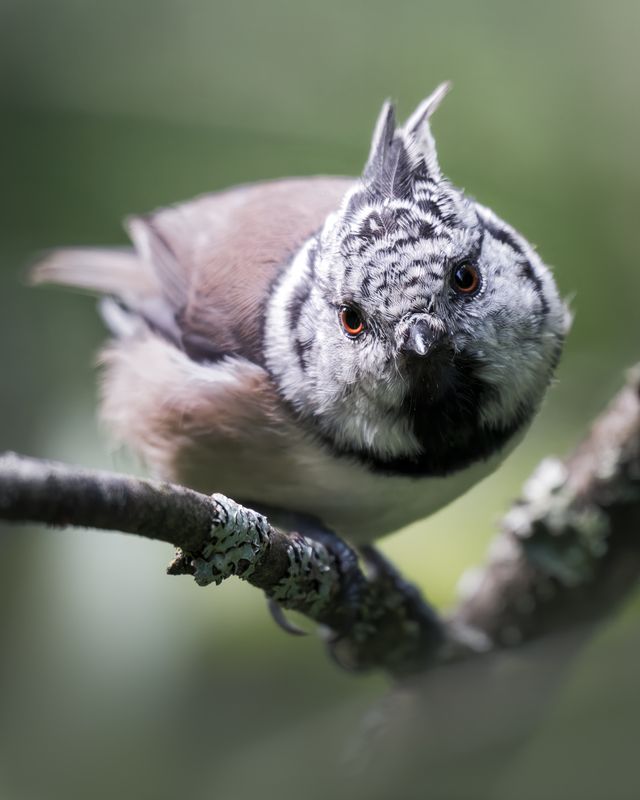 Хохлатая синица (Lophophanes cristatus)  фото превью