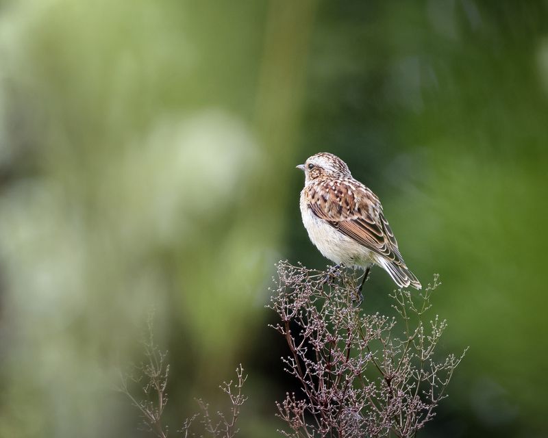 Луговой чекан фото превью