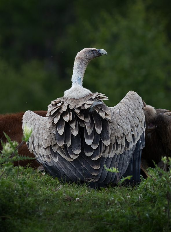 Белоголовый сип фото превью