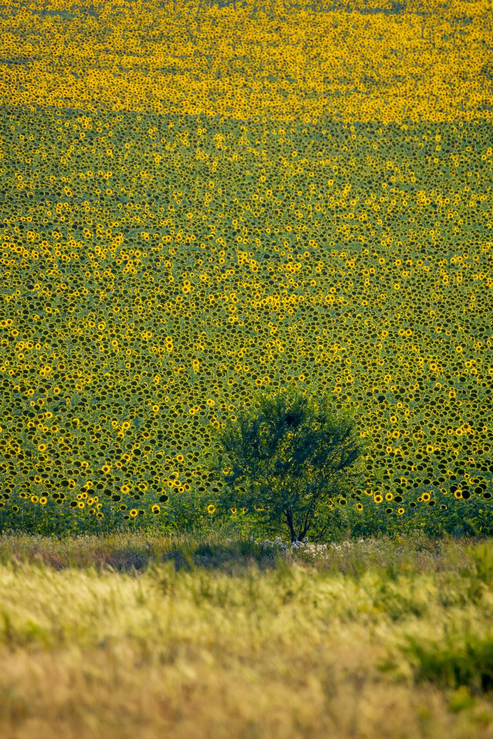 , Подосинников Максим