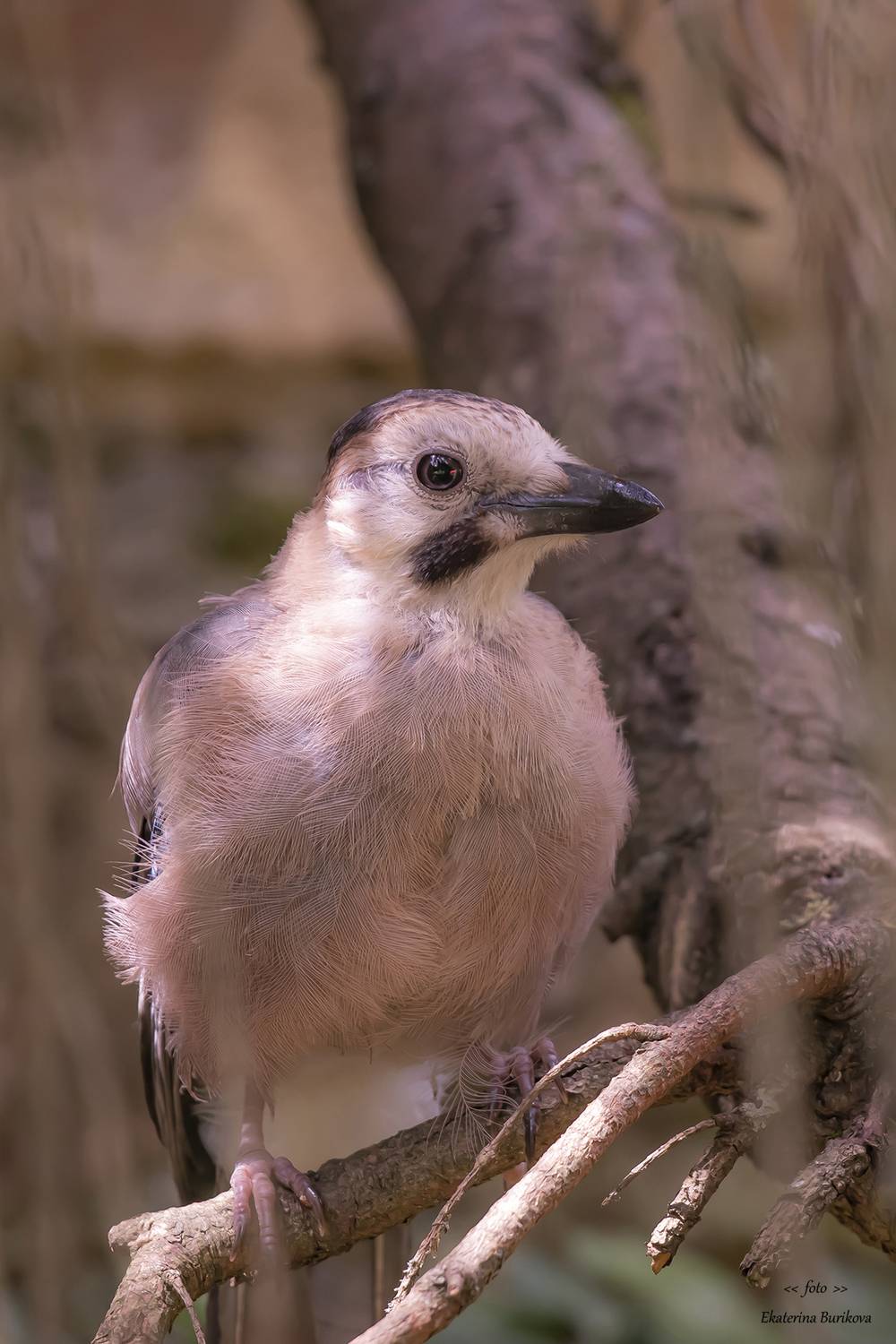 , Бурикова Екатерина