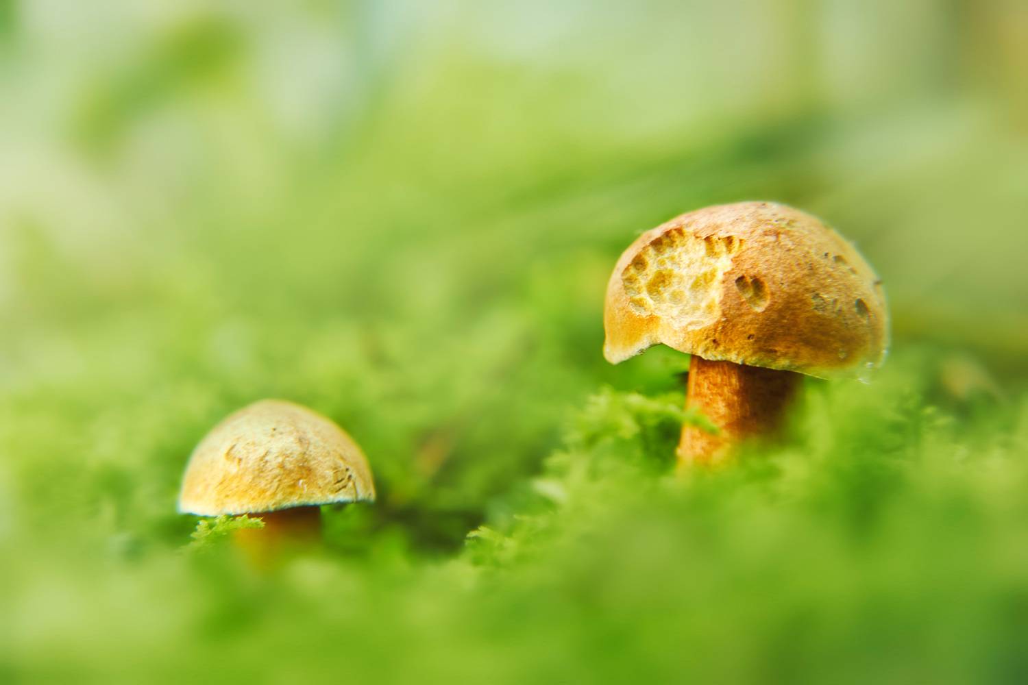 грибы, Валерий Вождаев