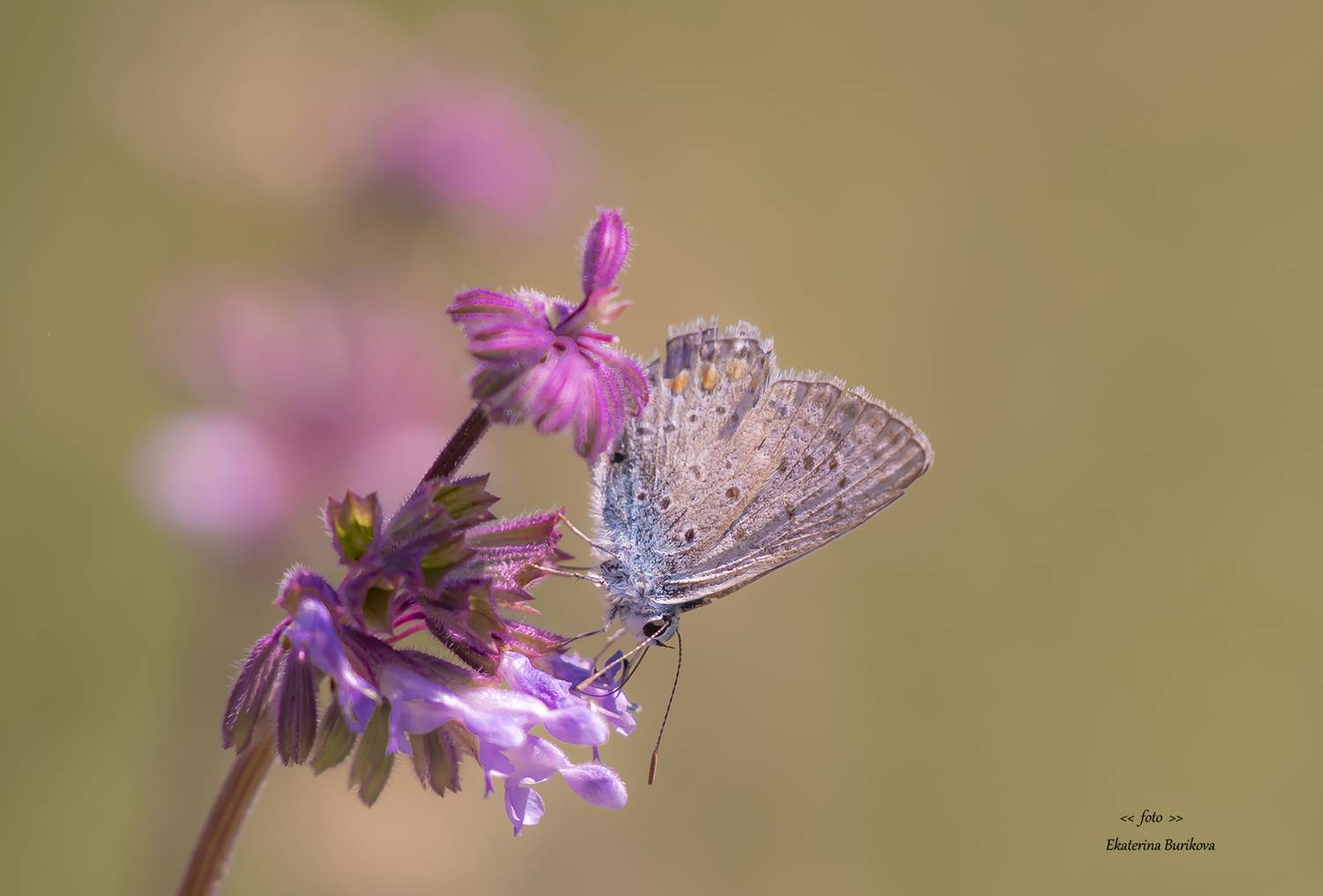 , Бурикова Екатерина