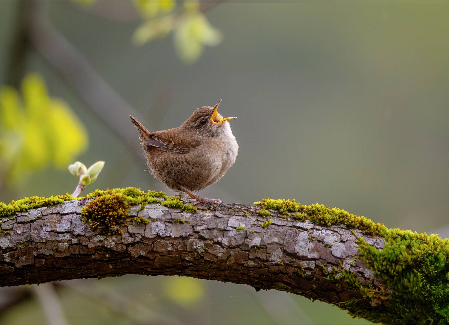 , Bessarion Chakhvadze