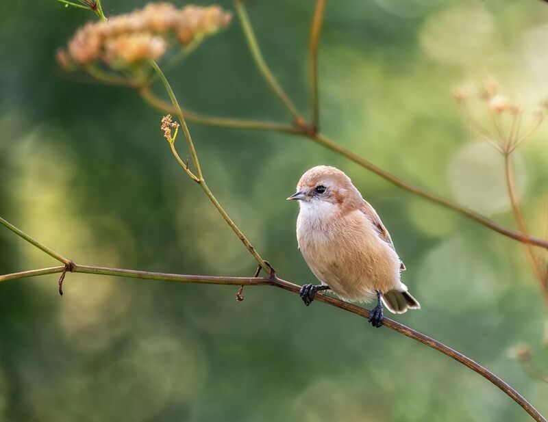 Юный ремез фото превью
