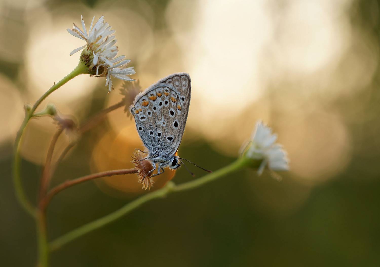 , Чепленко Алексей
