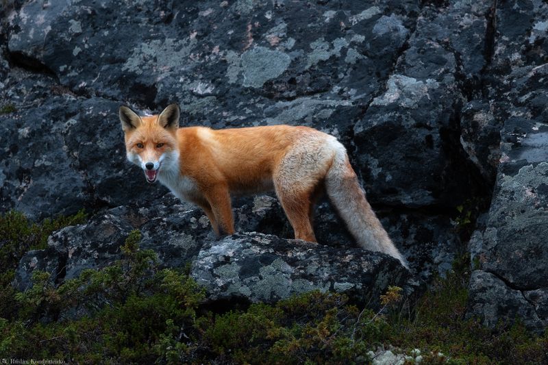 Лиса Лиса фото превью