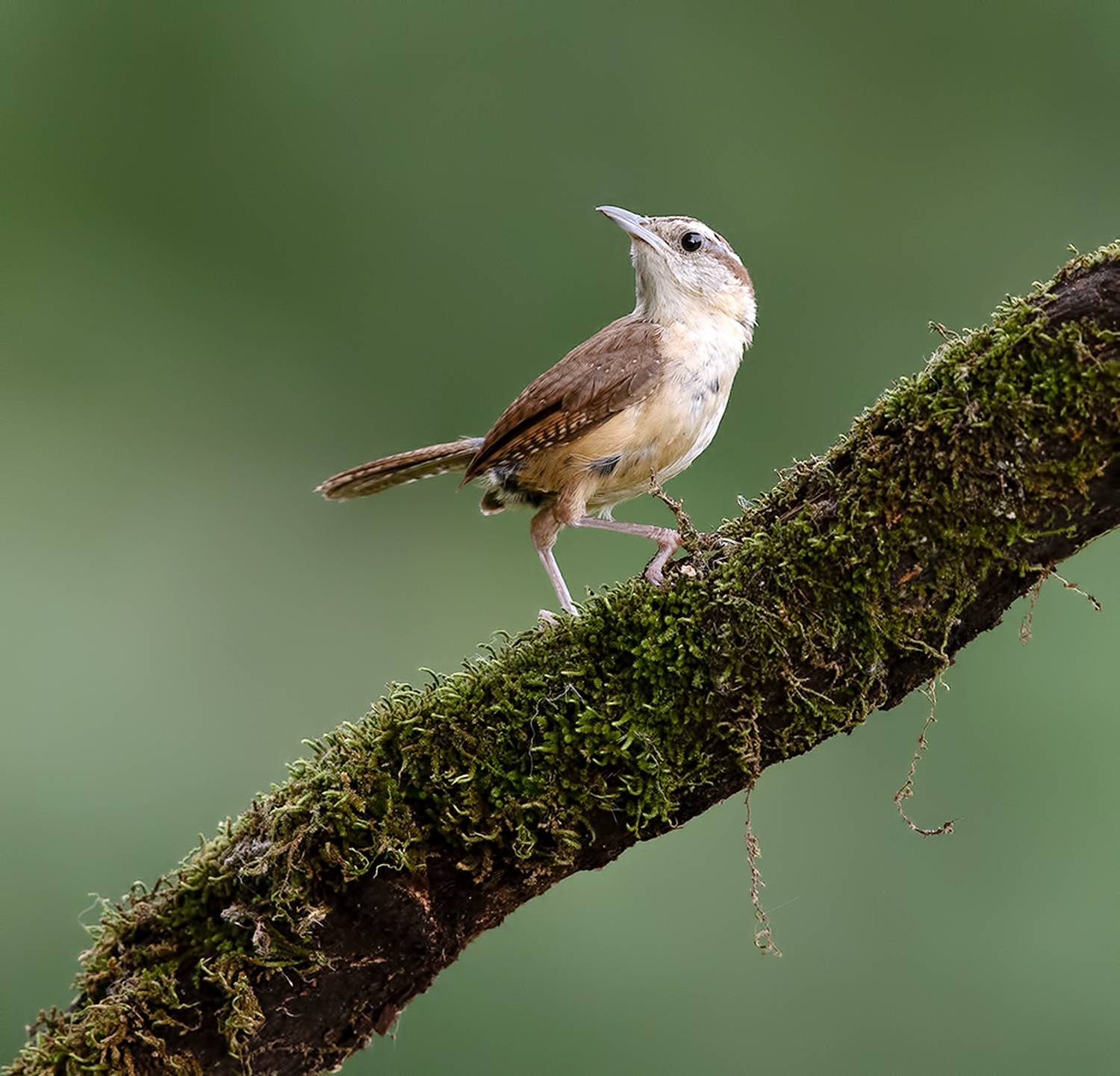 carolina wren, крапивник каролинский, крапивник, Etkind Elizabeth