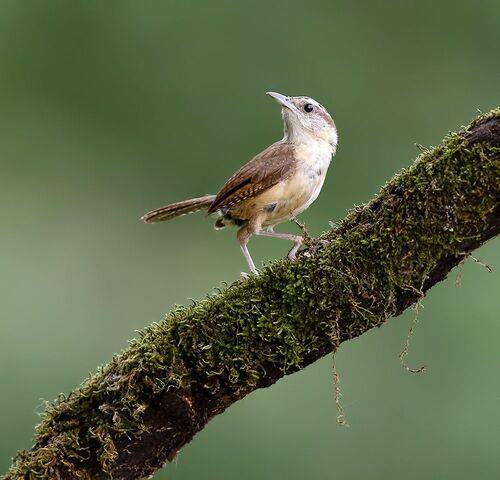 Carolina Wren -Крапивник Каролинский