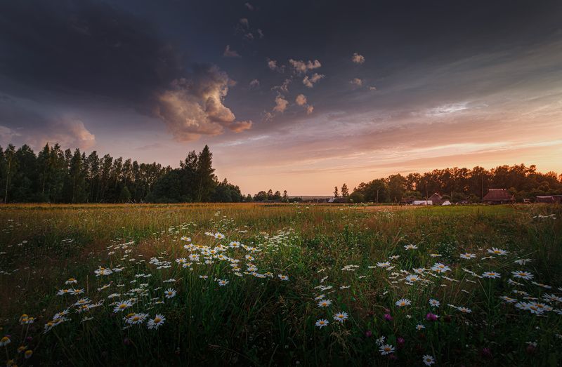рассвет, торбеево Ромашковый рассвет... фото превью