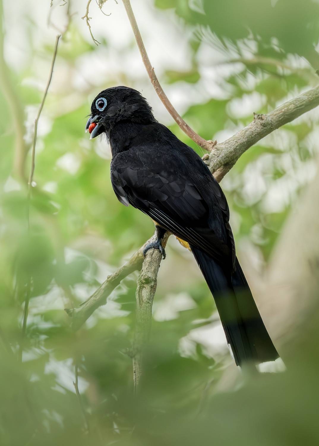 , Maikel Valle Clara