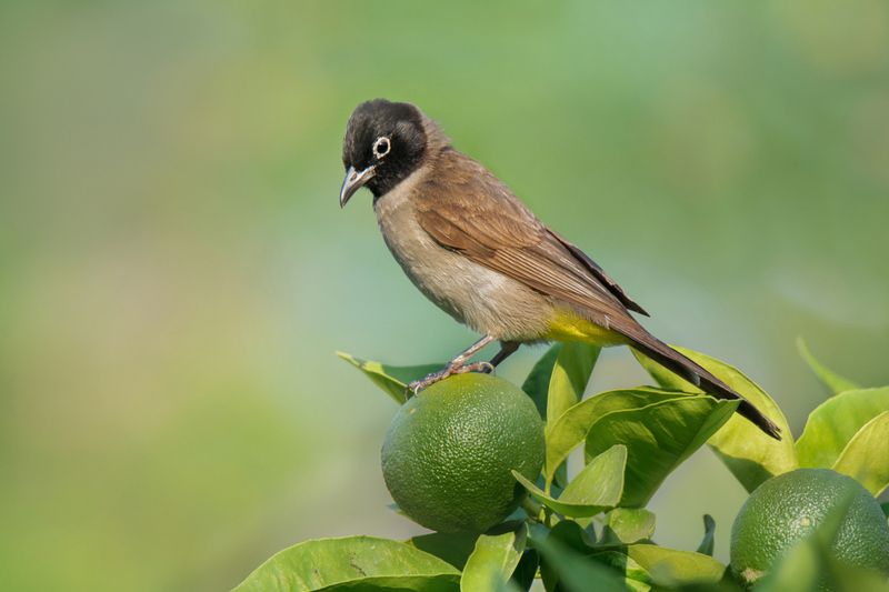 *** фото превью