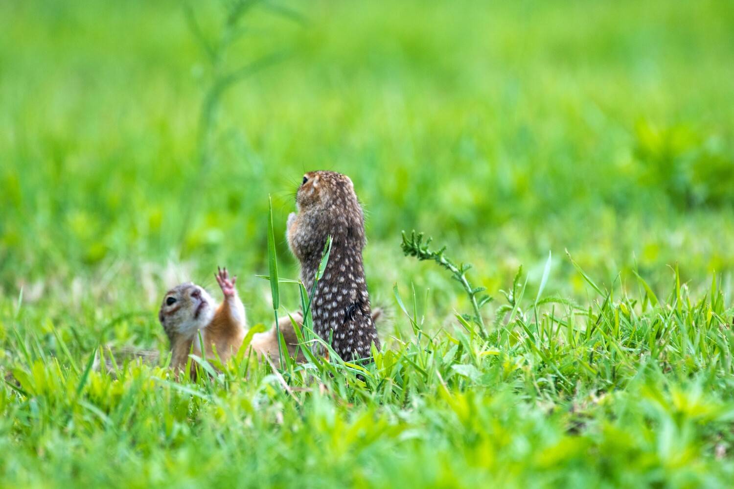 , Павел Ныриков