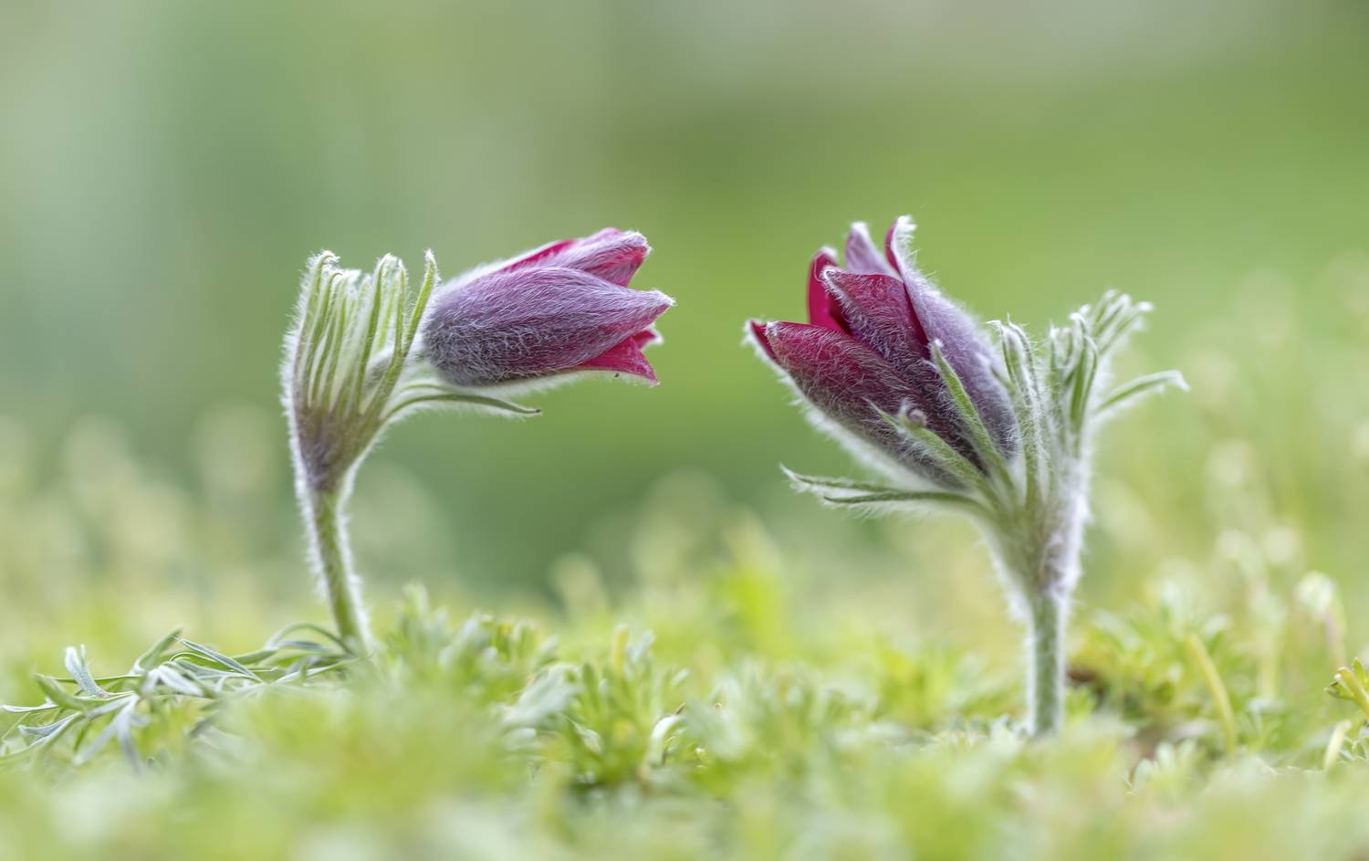 сон-трава, прострел, Татьяна Феденкова