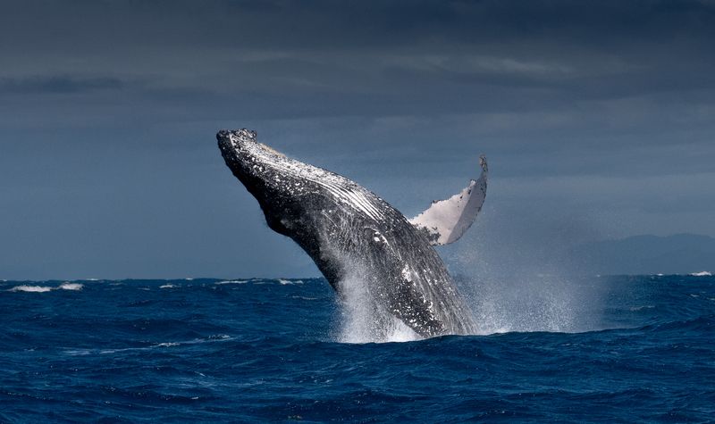 Мадагаскар  фото превью